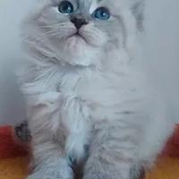 Cucciolo siberiano gattino maschio