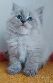 Cucciolo siberiano gattino maschio