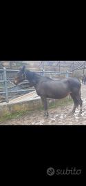 cavalla con puledro