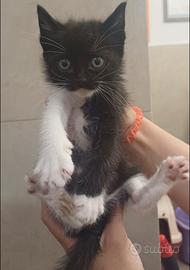 Asso gattino 2 mesi
