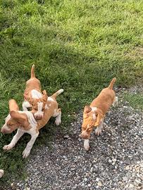 Bracco Italiano