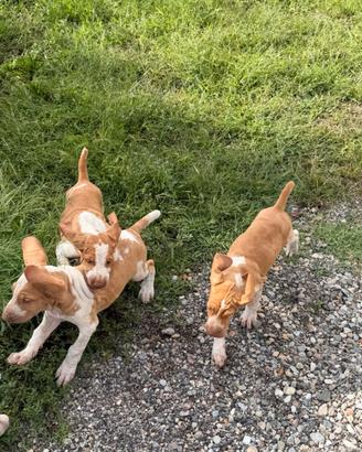 Bracco Italiano