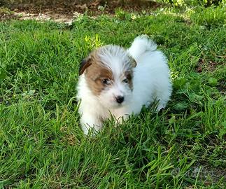 Jack Russel cuccioli