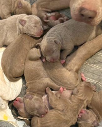 Cuccioli Pitbull rednose