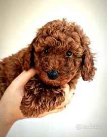 Barboncini nani con pedigree