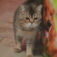 Scottish straight, con pedigree, maschi e femmine