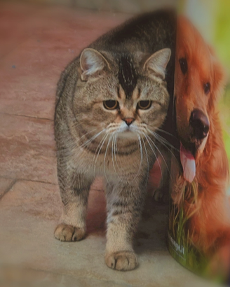 Scottish straight, con pedigree, maschi e femmine