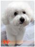 cuccioli-di-bichon-a-poil-frise