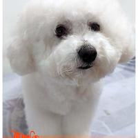 Cuccioli di BICHON A POIL FRISE