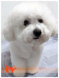 Cuccioli di BICHON A POIL FRISE