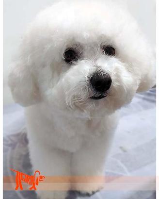 Cuccioli di BICHON A POIL FRISE