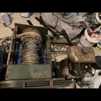 Argano blondan forestale