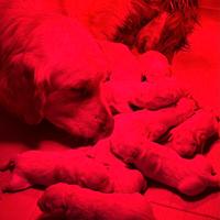 Cuccioli golden retriever