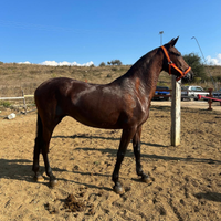 Cavalla spagnola di 7 anni