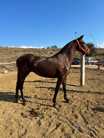 Cavalla spagnola di 7 anni