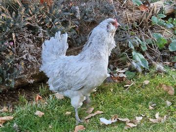 Gallina Ameraucana