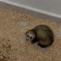 Furetto