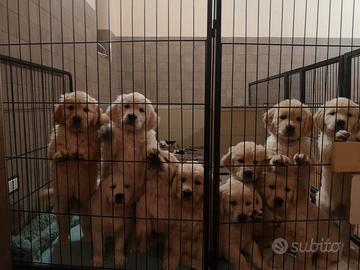 Cuccioli di golden retriever