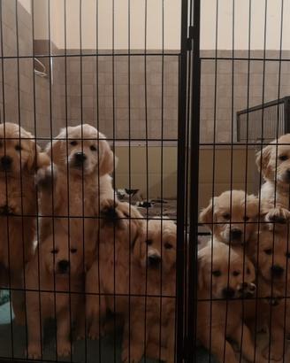 Cuccioli di golden retriever