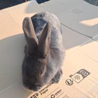 Conigli blu di Vienna