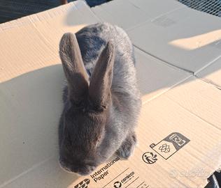 Conigli blu di Vienna