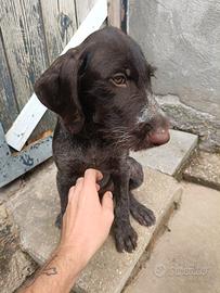 Cucciola di drahthaar 3mesi
