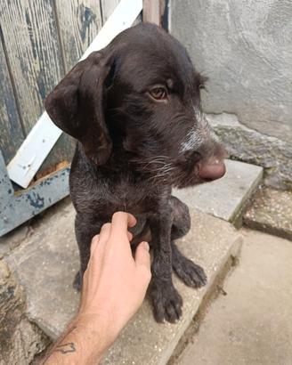 Cucciola di drahthaar 3mesi