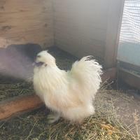 Gallo e galline "Moroseta"