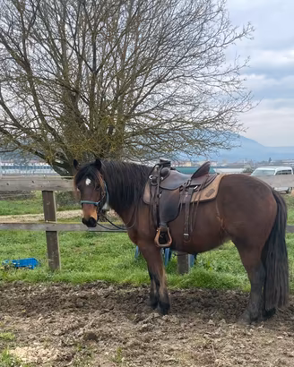 Cavallo del Catria