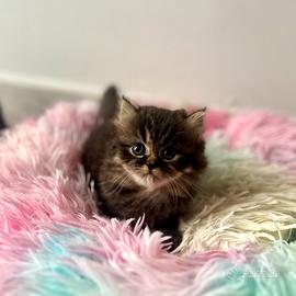 Cucciolo di Persiano Doll face