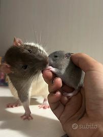 Ratti domestici norvegesi dumbo