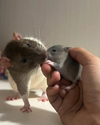 Ratti domestici norvegesi dumbo