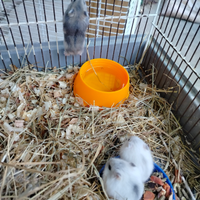 Cucciolata di criceti disponibili