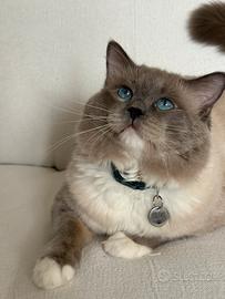 Gatto ragdoll maschio per accoppiamenti
