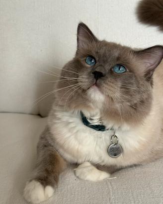 Gatto ragdoll maschio per accoppiamenti