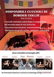 Cuccioli di Border Collie