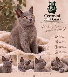 cuccioli di certosino