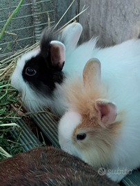 Conigli nani testa di leone