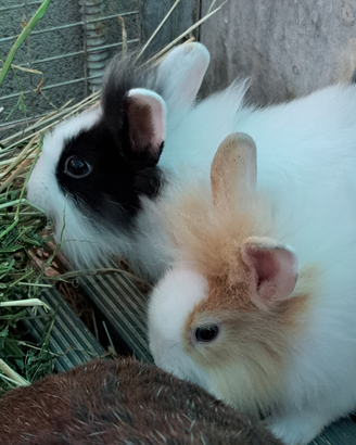 Conigli nani testa di leone