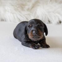 Bassotto nero tigrato