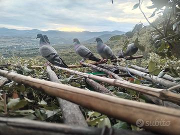 Volantini Ternani e Amerini da palco