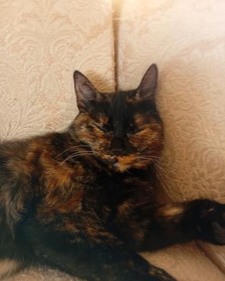 Gattina dolcissima carca casa
