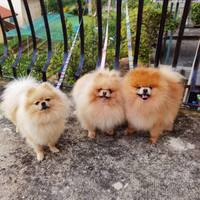 STUPENDI Volpino Pomerania PEDIGREE FemminaMaschio