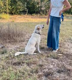 Clara in Adozione