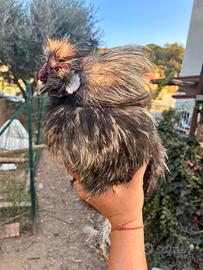 Gallo razza moroseta