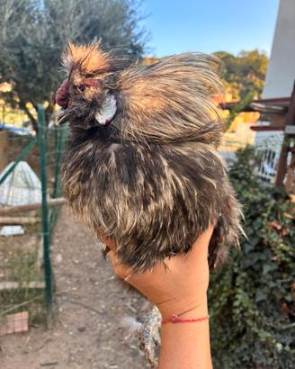 Gallo razza moroseta