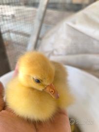 Animali