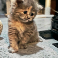 Cuccioli di persiano