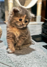 Cuccioli di persiano