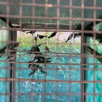 Ibridi cardellino-canarino